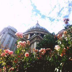 Low angle view of flowers blooming on tree