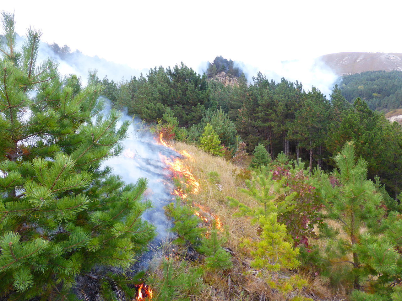 PANORAMIC VIEW OF TREES AND PLANTS IN FOREST AGAINST SKY