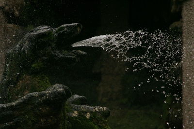 Close-up of turtle in water