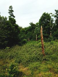 Scenic view of trees growing on field against sky