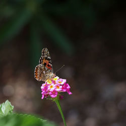 Close-up of butterfly pollinating on pink flower