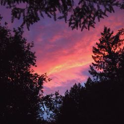 Silhouette of trees at sunset