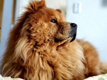 Close-up of a dog lying on bed at home