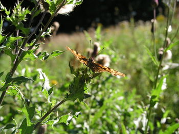 Close-up of bee on plant