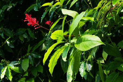 Close-up of plant growing in garden