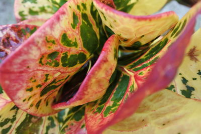 Close-up of pink rose