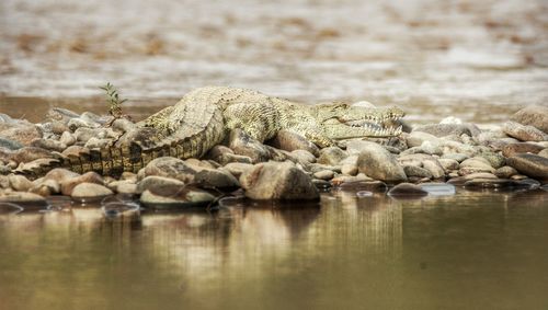 Crocodile on stones at riverbank