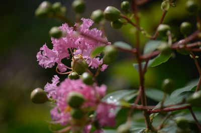 Close-up of bee pollinating on pink flower