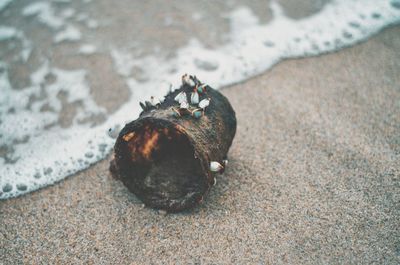 High angle view of shell on sand