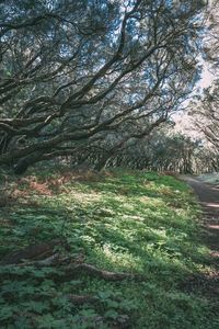 Scenic view of trees growing on field