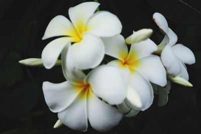 Close-up of white flowers blooming outdoors