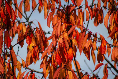Low angle view of autumnal leaves against trees