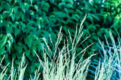 Close-up of leaf on grass