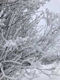 Close-up of snow covered trees on field