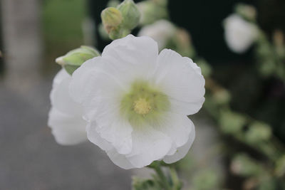 Close-up of white flower blooming outdoors