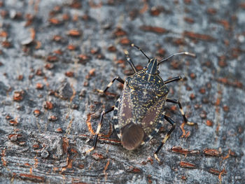 Close-up of insect