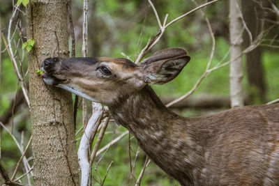 Close-up of deer