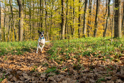 Portrait of a dog in forest