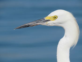 Close-up of egret against lake