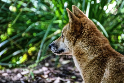 Close-up of dog outdoors