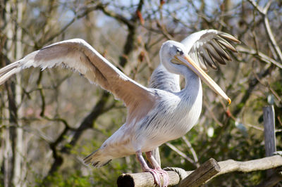 Close-up of gray heron perching on tree