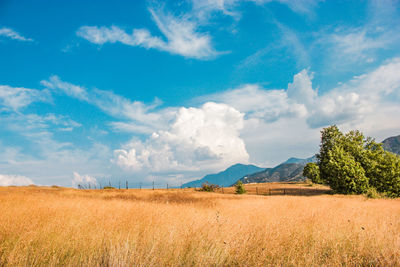 Scenic view of agricultural field against sky