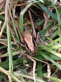 Close-up of insect on plant