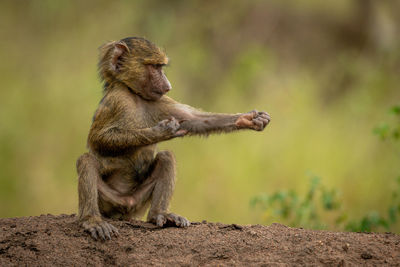 Monkey sitting on rock