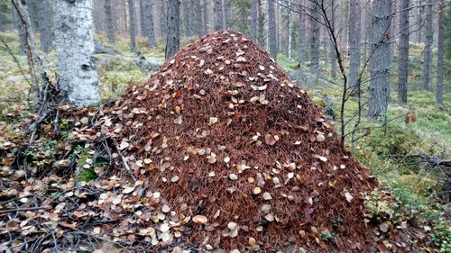 Close-up of tree trunk in forest