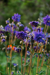 Close-up of purple flowers