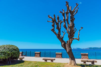 Tree by sea against clear blue sky