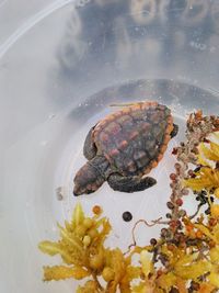 Close-up of turtle swimming in water