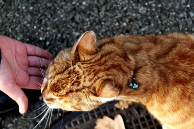 Close-up of cropped hand holding cat