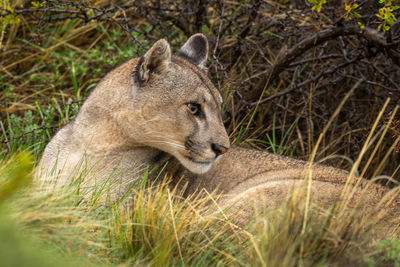 Close-up of lioness