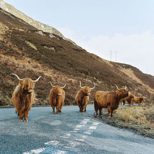 Highland cattle on road against sky