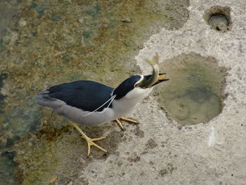 Close-up of bird in water