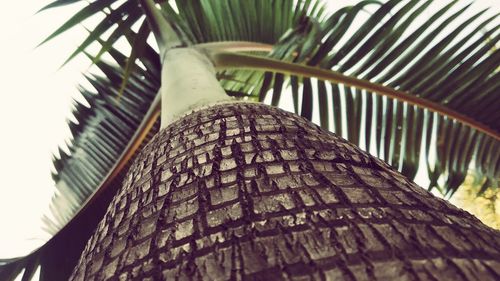 Low angle view of palm trees