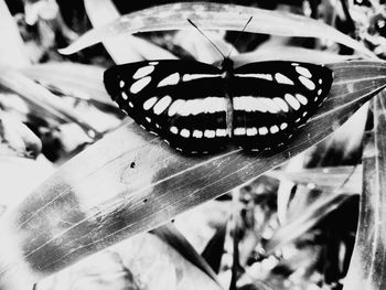 Close-up of butterfly on flower