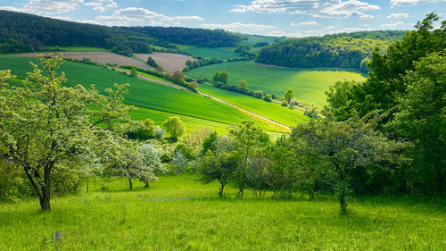 Scenic view of grassy field against sky