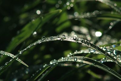 Close-up of water drops on plant