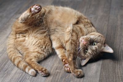 High angle view of a cat lying on floor