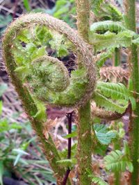 Close-up of moss on tree trunk