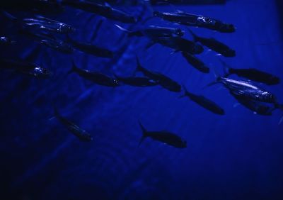 Close-up of fish swimming in sea