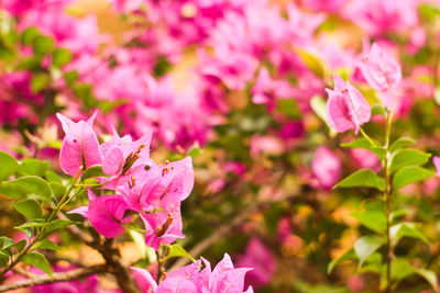 Close-up of pink bougainvillea flowers