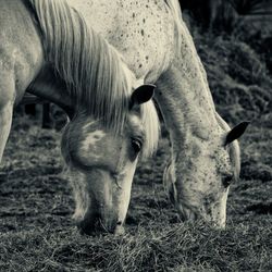 Close-up of horse grazing on field