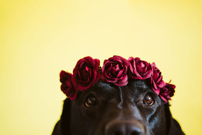 Black labrador dog wearing a crown of flowers over yellow background. spring or summer concept