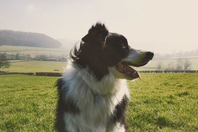 Dog looking away on field
