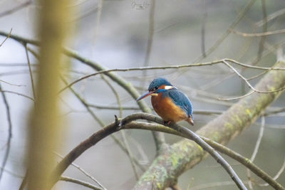 Bird perching on branch