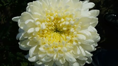 Close-up of white flowers