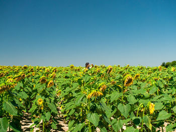 Plants growing on field against clear sky